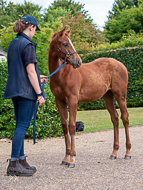 KS300622-64 - Cupboard Love's foal by Territories